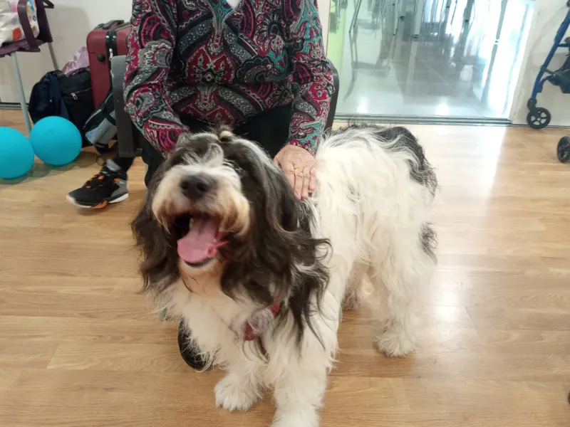 TERAPIAS ASISTIDAS CON PERROS 